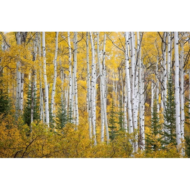 Pine Trees. Mountain forest print Colorado Colorado art Aspen tree print photography Colorado photography Fog Yellow Aspen Leaves
